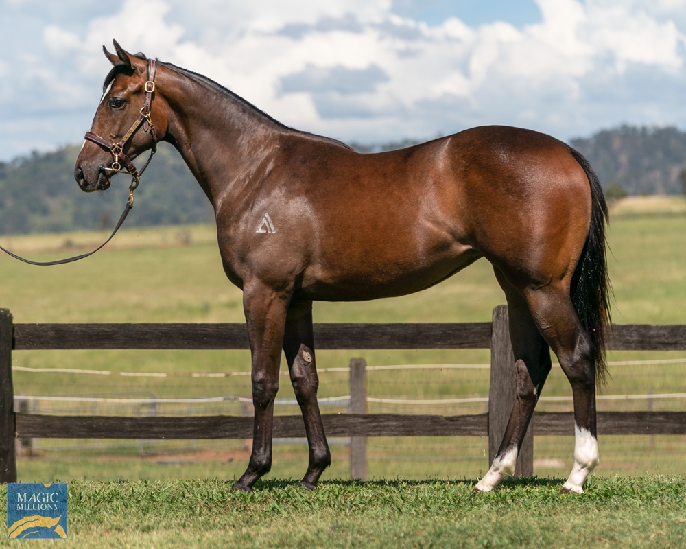 2022 Gold Coast Yearling Sale Lot 1023 Ribchester IRE 